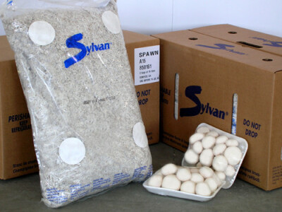 Micelijum seme pecuraka