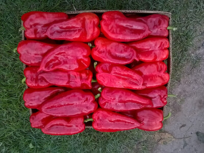 Prodajem rasad crvene paprike, sorte kurtovka (ajvaruša).