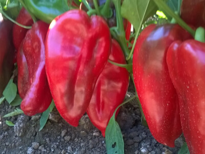 Prodajem rasad crvene paprike, sorte kurtovka (ajvaruša).