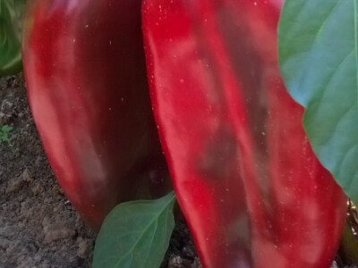 Prodajem rasad crvene paprike, sorte kurtovka (ajvaruša).