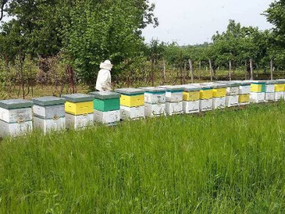 Prodaja pčeljinih društava i rojeva