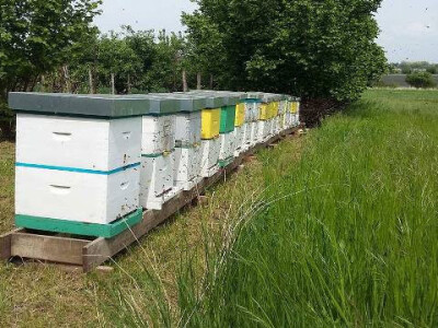 Prodaja pčeljinih društava i rojeva