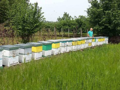 Prodaja pčeljinih društava i rojeva