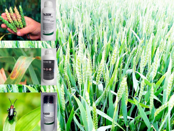 Suzbijte bolesti i štetnike na pšenici!