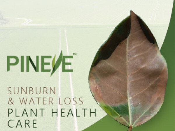 PINEYE Film Forming Emulsion