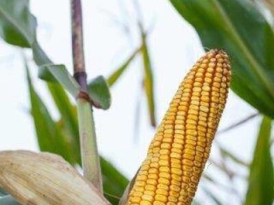 Amandha - Z - hibrid kukuruza, FAO 420