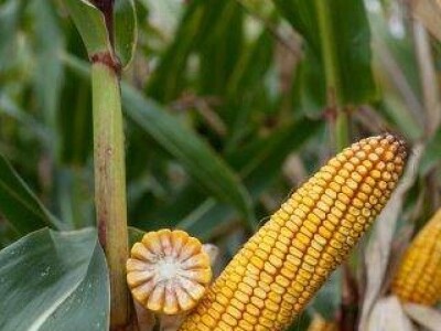 Amandha - Z - hibrid kukuruza, FAO 420