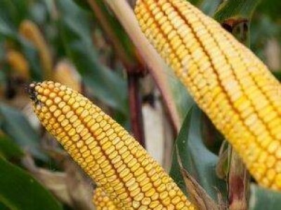 Amandha - Z - hibrid kukuruza, FAO 420