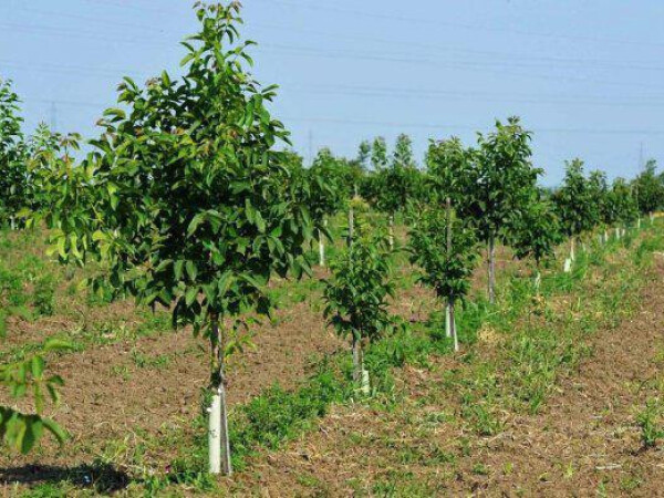 Ponuda sadnica LEŠNIKA za jesen 2017/proleće 2018 god.