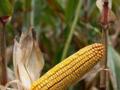 KWS 2376 - Z - hibrid kukuruza, FAO 350