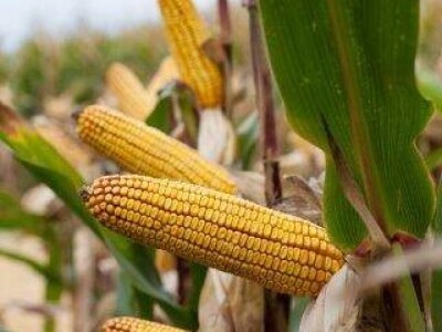 KWS 2376 - Z - hibrid kukuruza, FAO 350