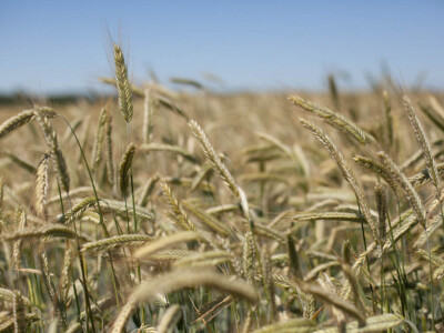 KWS BINNTTO - hibrid raži