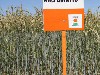 KWS BINNTTO - hibrid raži - NOVO