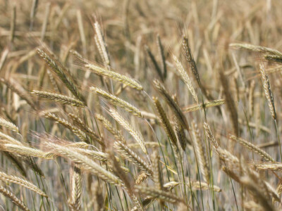 KWS BONO - hibrid raži