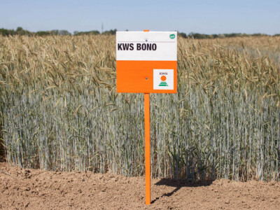 KWS BONO - hibrid raži - NOVO