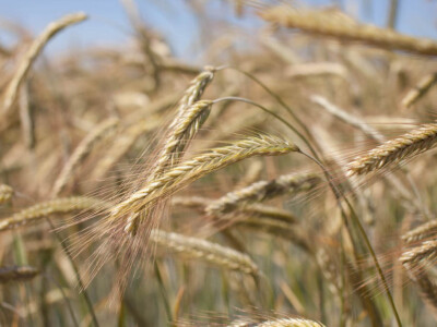 KWS PROGAS - hibrid raži za bioplin - NOVO