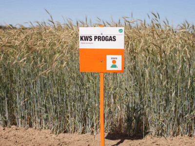 KWS PROGAS - hibrid raži za bioplin - NOVO