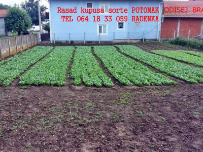 rasad kupusa potomak odisej bravo