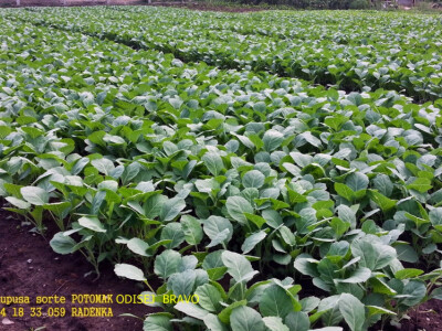 rasad kupusa potomak odisej bravo