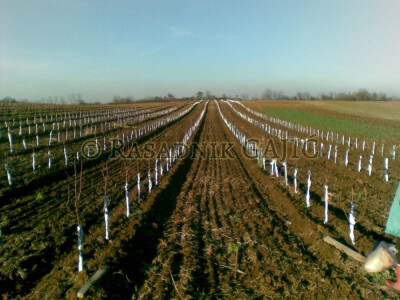 Vocne sadnice i lozni kalemovi po povoljnim cenama