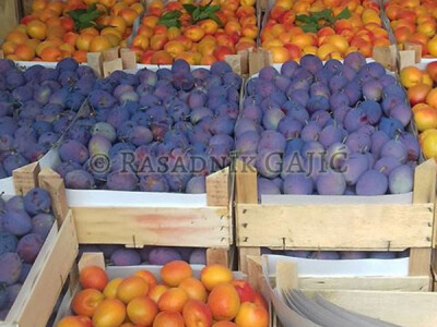 Vocne sadnice i lozni kalemovi po povoljnim cenama