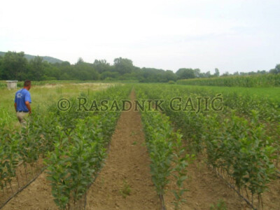 Vocne sadnice i lozni kalemovi po povoljnim cenama