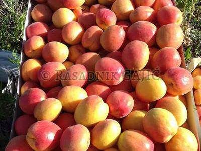 Vocne sadnice i lozni kalemovi po povoljnim cenama