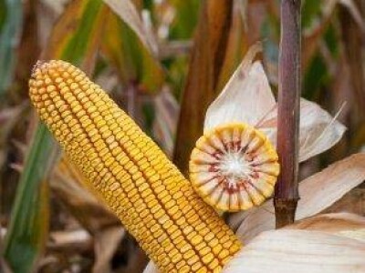 Kerbanis - hibrid kukuruza, FAO 580