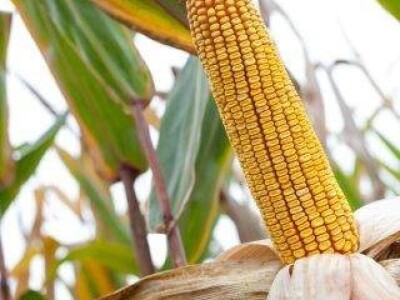 Kerbanis - hibrid kukuruza, FAO 580