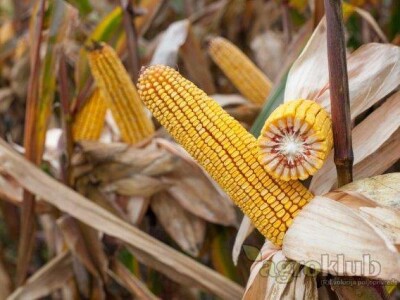 Kerbanis - hibrid kukuruza, FAO 580