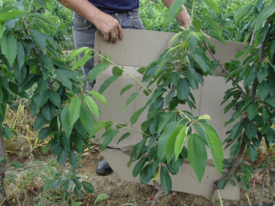 OPG Zlatan Kljaković Gašpić, sadnice trešanja, marelica i šljiva