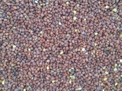 RAUOLA SJEME 2017. GODINA