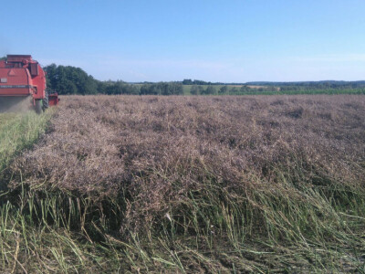 RAUOLA SJEME 2017. GODINA