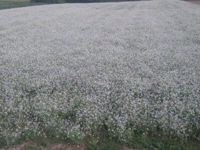 RAUOLA SJEME 2017. GODINA