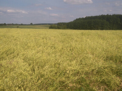 RAUOLA SJEME 2017. GODINA