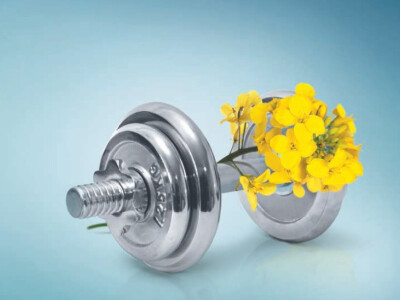 UMBERTO KWS - hibrid uljane repice