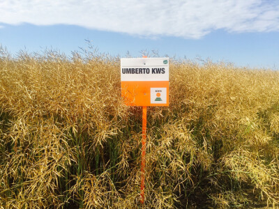 UMBERTO KWS - hibrid uljane repice