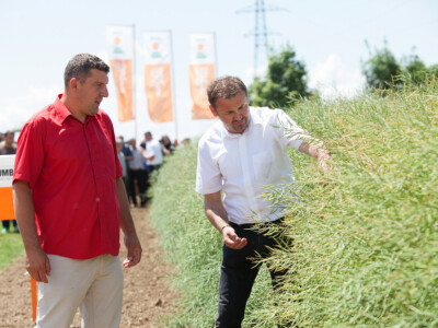 UMBERTO KWS - hibrid uljane repice