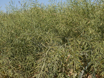 UMBERTO KWS - hibrid uljane repice