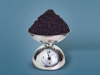 LEONARDO KWS - hibrid uljane repice