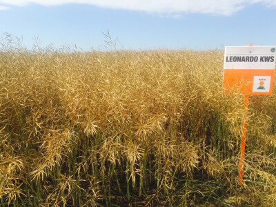 LEONARDO KWS - hibrid uljane repice