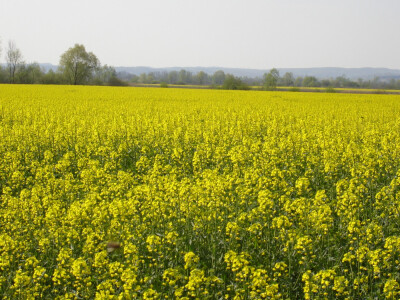 LEONARDO KWS - hibrid uljane repice