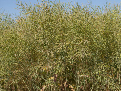 LEONARDO KWS - hibrid uljane repice