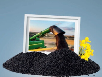 ALVARO KWS - hibrid uljane repice - NOVO