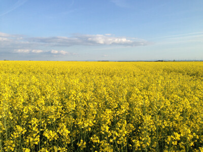 ALVARO KWS - hibrid uljane repice - NOVO