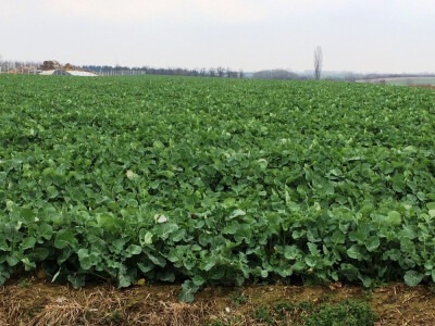 ALVARO KWS - hibrid uljane repice