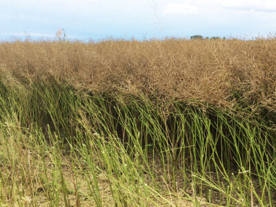 ALVARO KWS - hibrid uljane repice