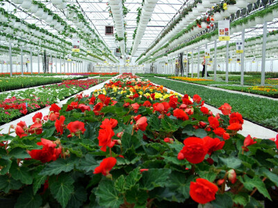 staklenici i plastenici