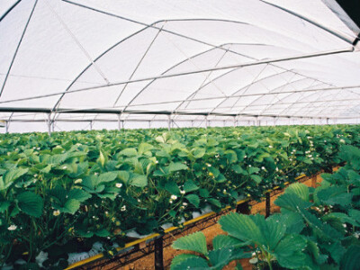 staklenici i plastenici