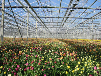 staklenici i plastenici